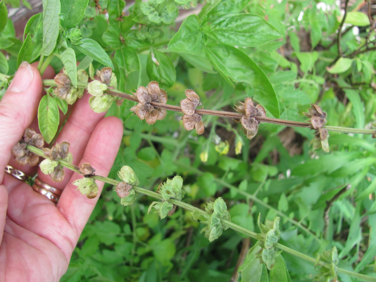 How do you plant basil?